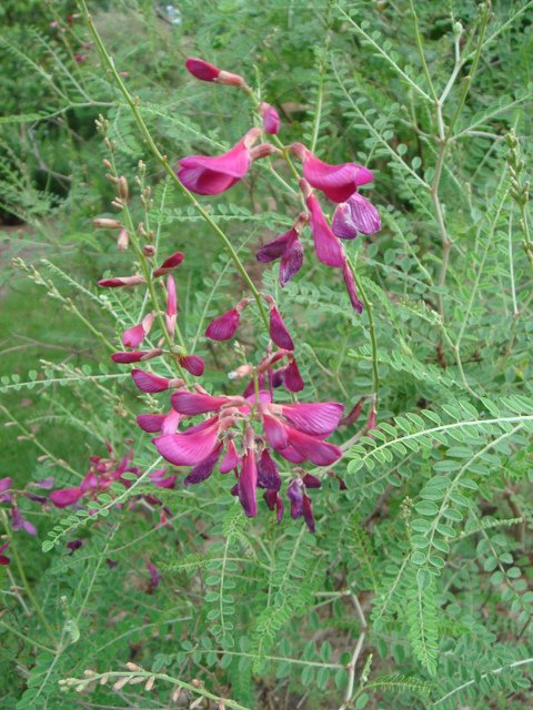 Hedysarum multijugum fleur P26